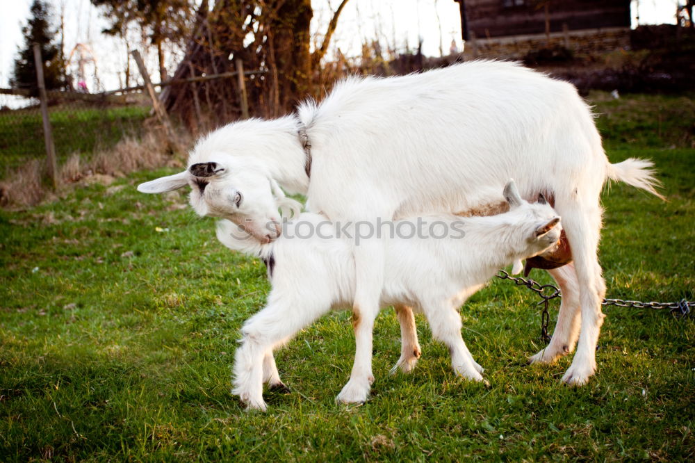 Similar – Image, Stock Photo 2 knuckles of veal Animal