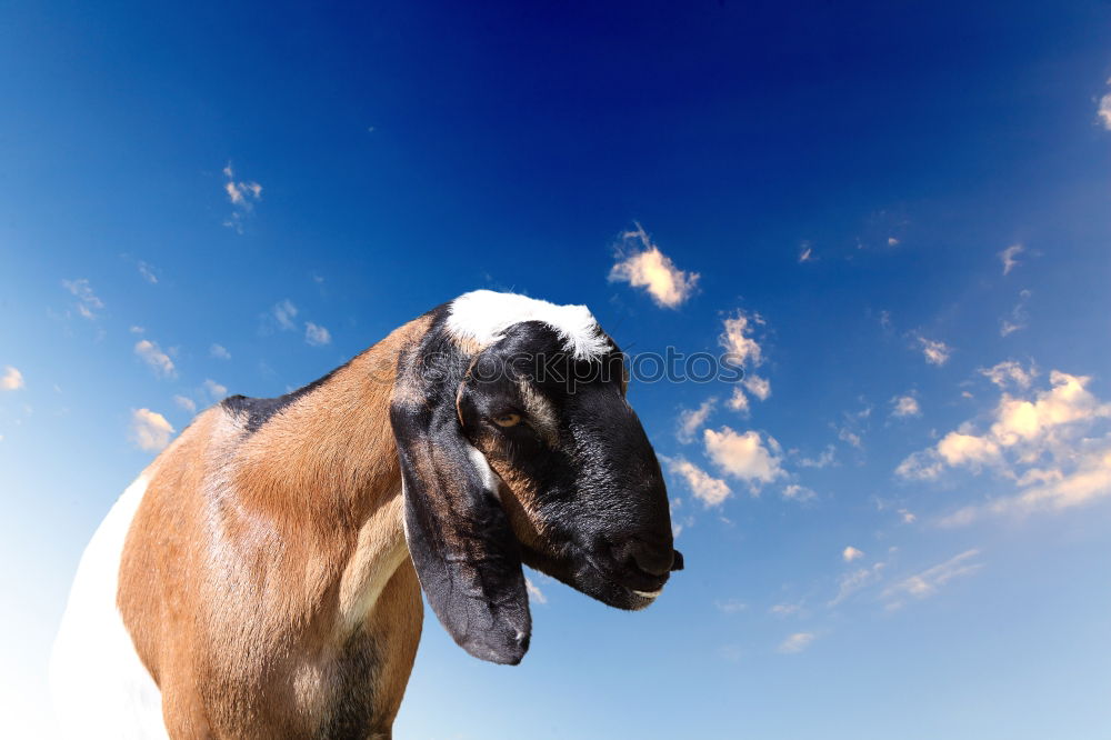 Similar – Image, Stock Photo Haflinger. Horse Pasture