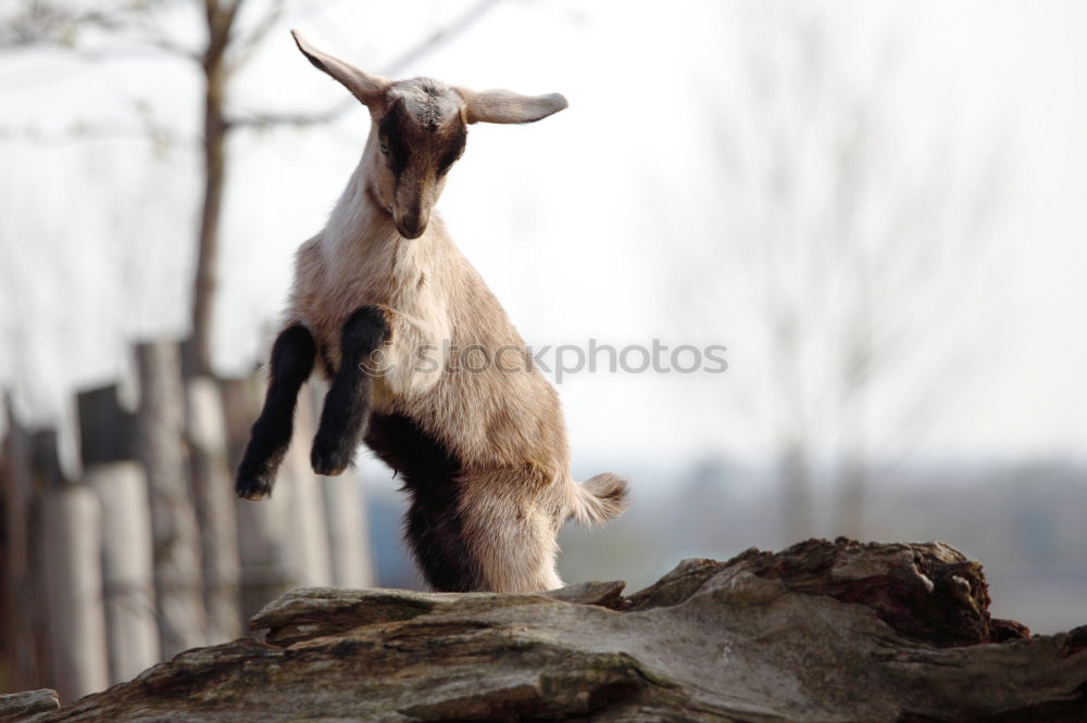 Similar – Image, Stock Photo floppy ears Animal