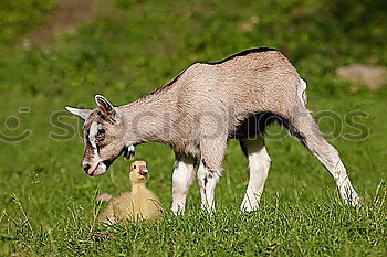 Similar – Kuhmutter blickt auf ihr Kalb