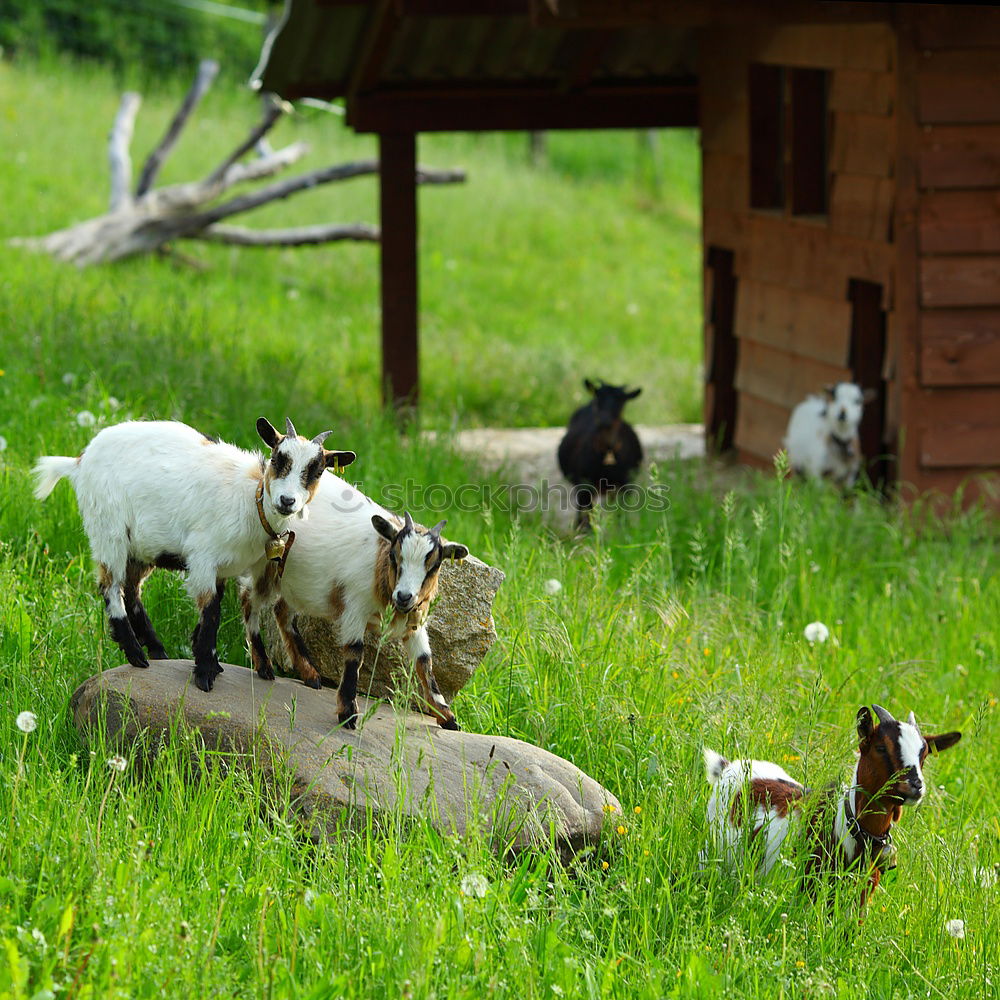 Similar – allotment dream Lifestyle