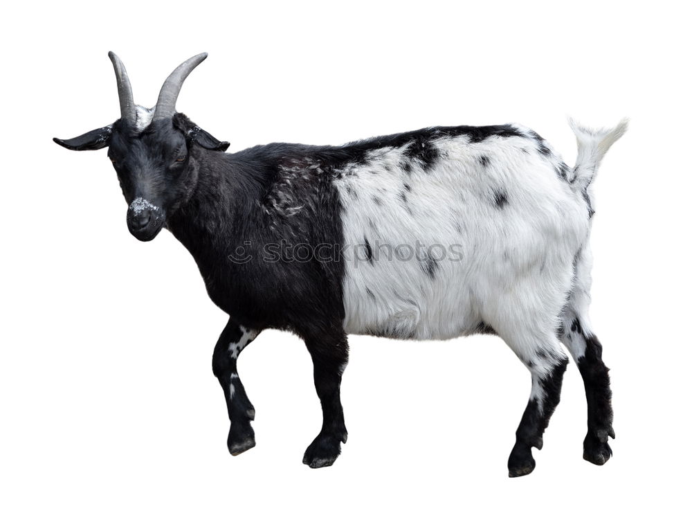 Similar – Horned Billy goat Animal