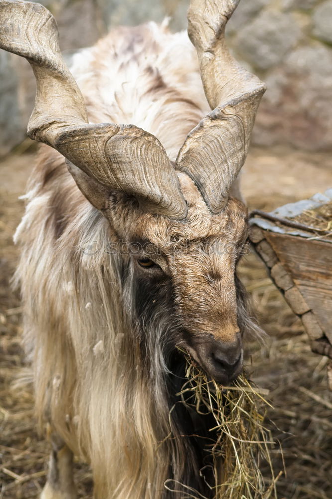 Similar – billy goat with mullet….