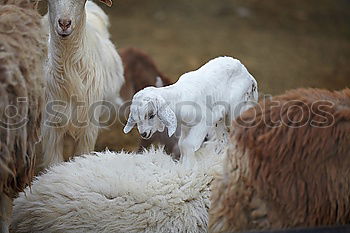 Similar – Image, Stock Photo sheep family Nature Animal