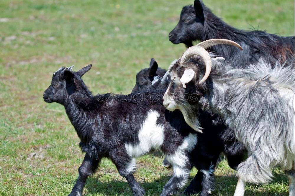 Similar – Kuhmutter blickt auf ihr Kalb