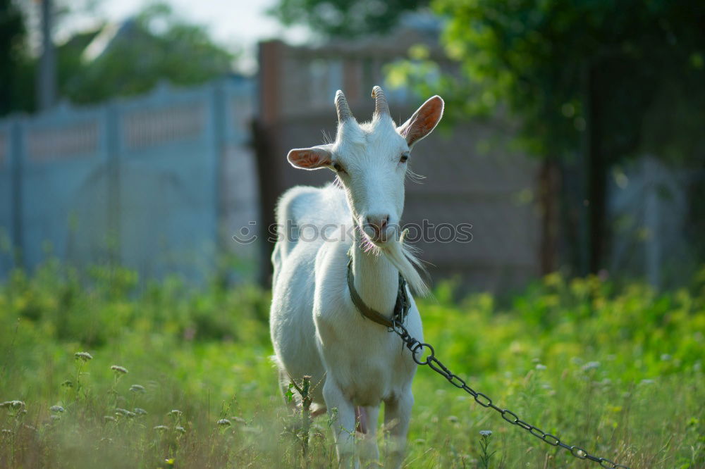 Similar – shaft day Farm animal