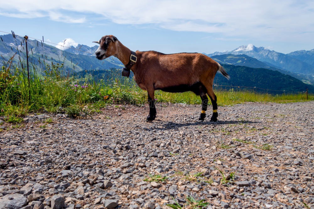 Image, Stock Photo Mooing cow Mountain Hiking