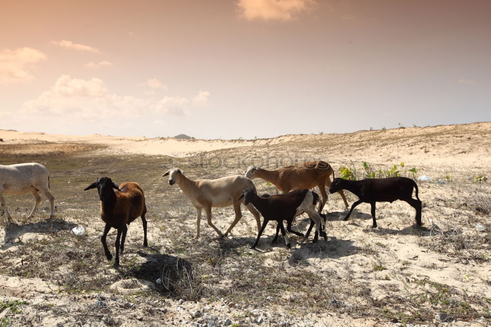 Similar – Image, Stock Photo Cuban Prairie