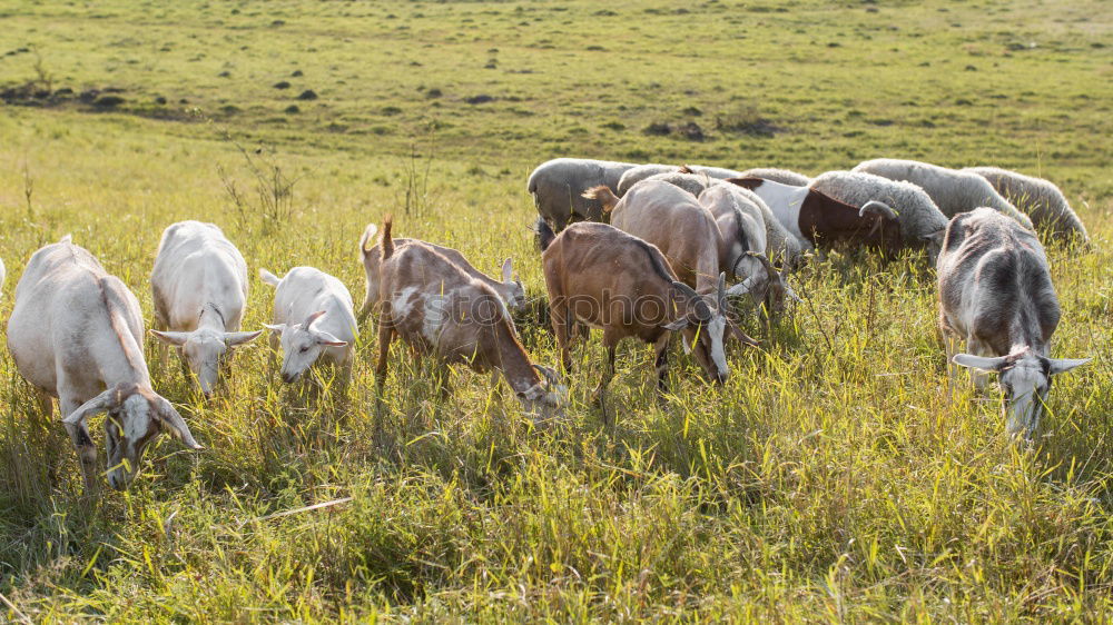 Similar – goat meadow Environment