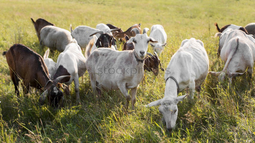 Similar – goat meadow Environment