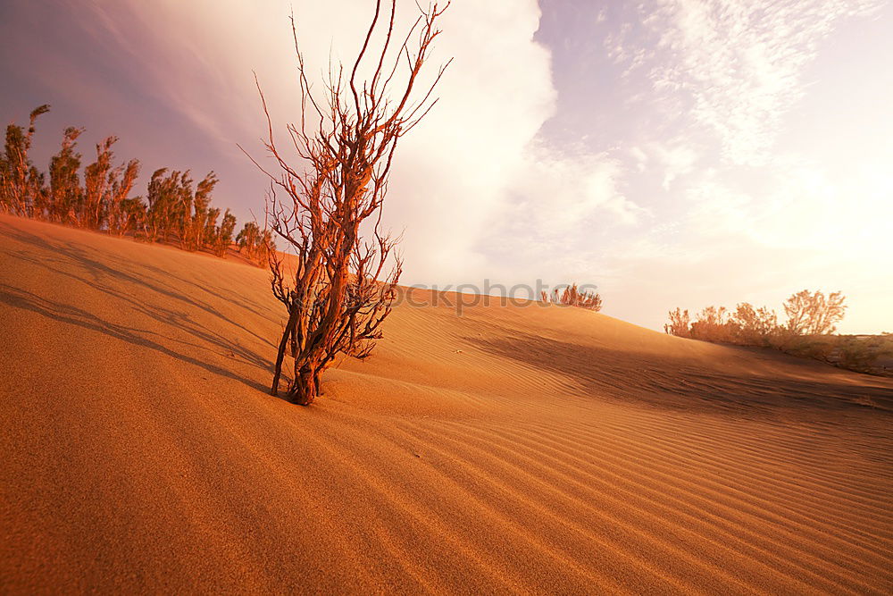 Similar – Deadvlei (Namibia)