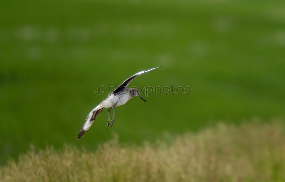 Similar – Image, Stock Photo A great tit in flight against green background.