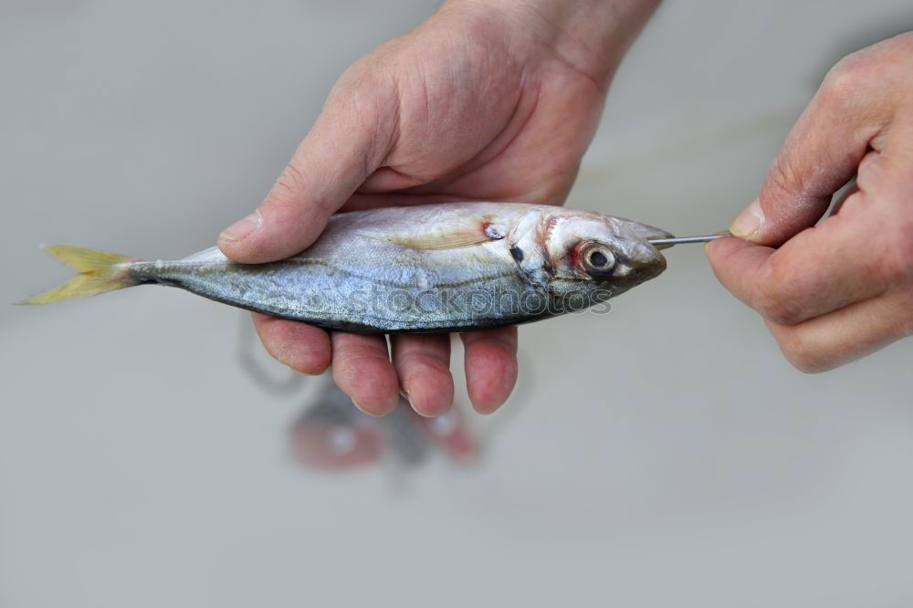 Similar – Fish caught Hand Fingers