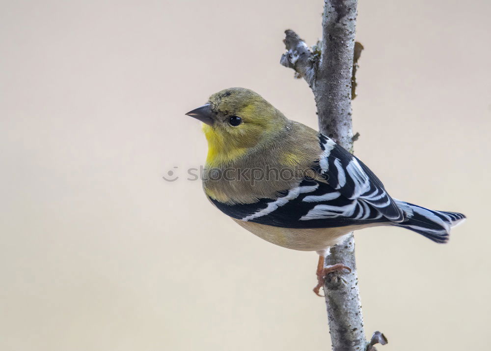 Similar – Image, Stock Photo Yellowhammer in a tree