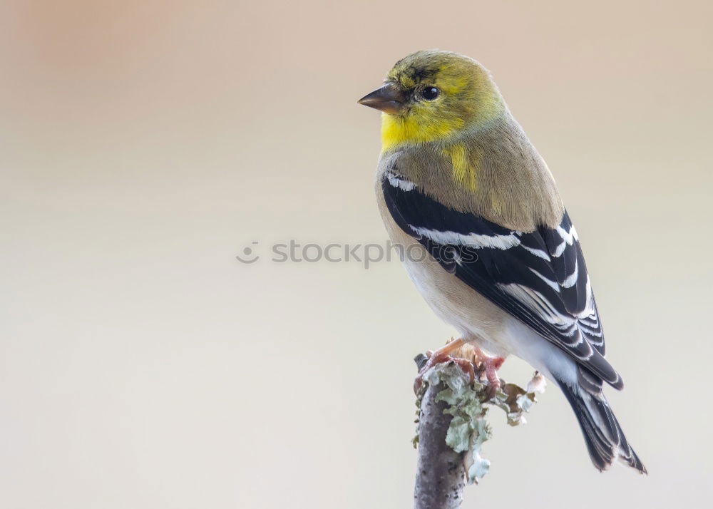 Similar – Image, Stock Photo Yellowhammer in a tree