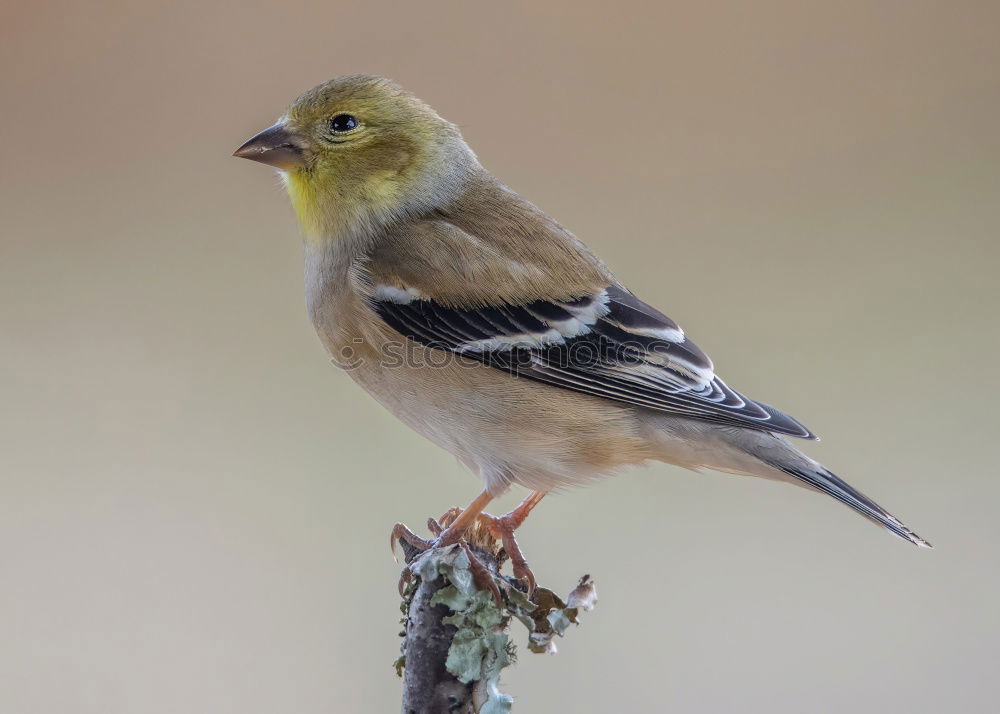 Similar – Image, Stock Photo Yellowhammer in a tree