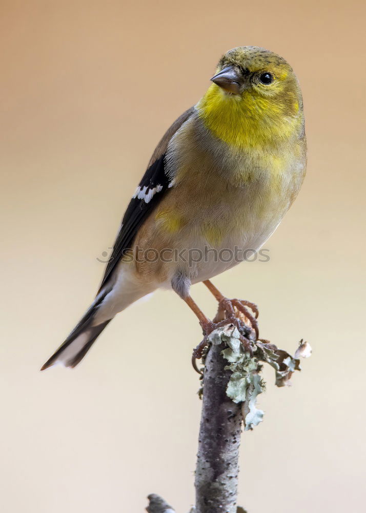 Similar – Image, Stock Photo Yellowhammer in a tree