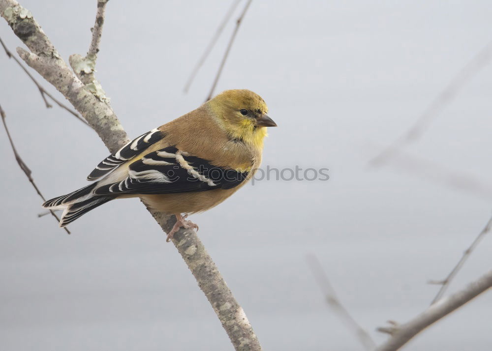 Image, Stock Photo Yellowhammer in a tree