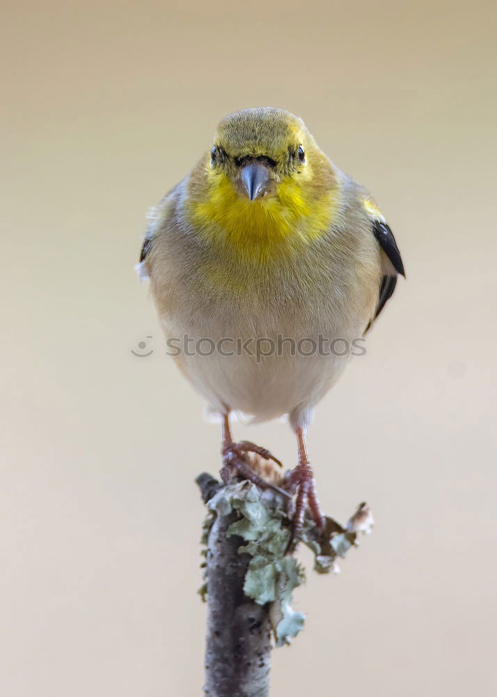 Similar – hawfinch Environment