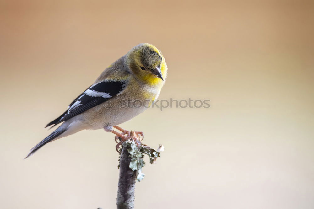Similar – Image, Stock Photo Curious-looking blue tit