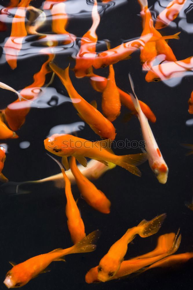 Similar – Golden fishes Goldfish