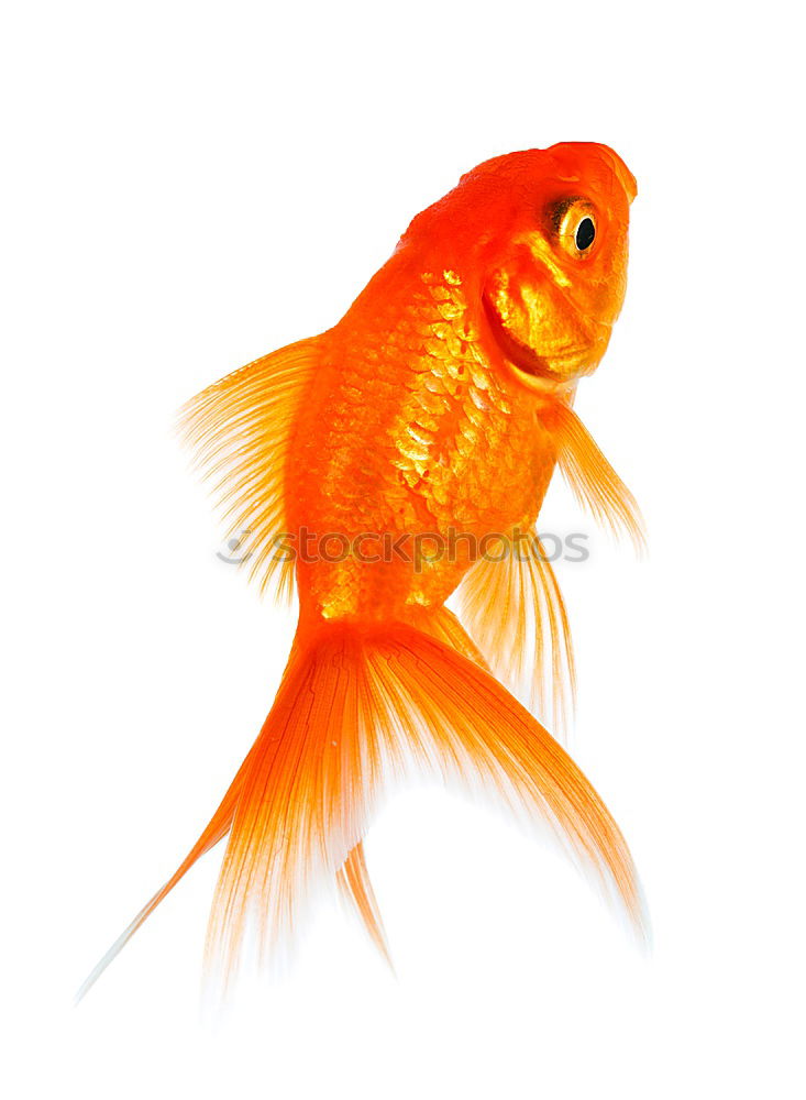 Similar – goldfish, carassius gibelio, freshwater fish