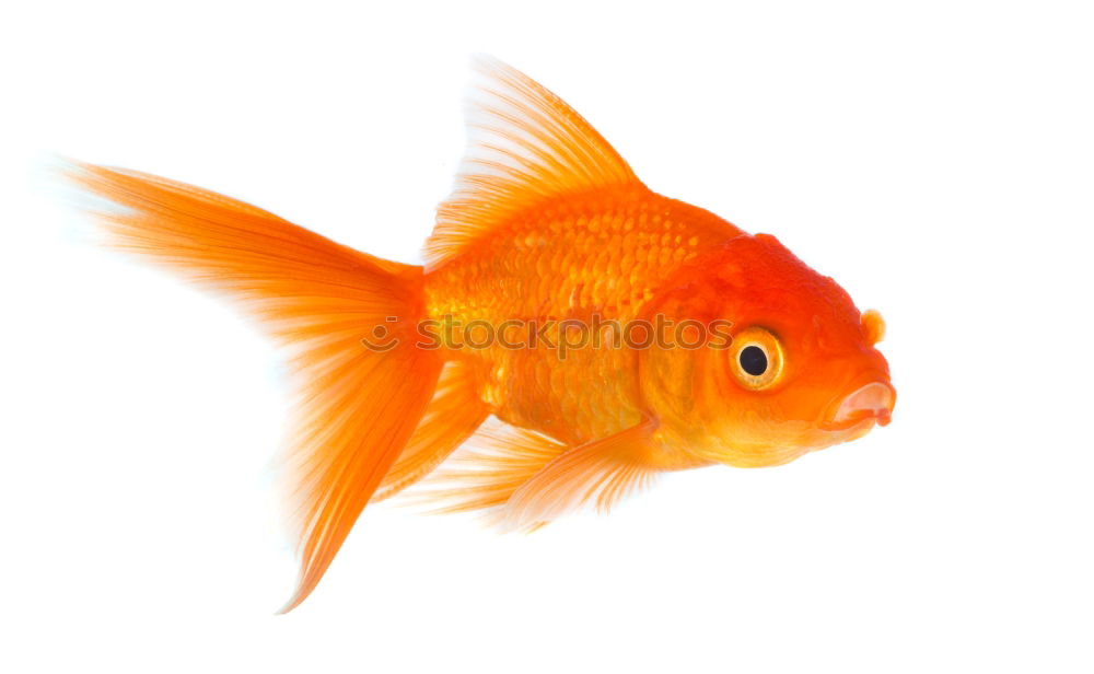 Similar – goldfish, carassius gibelio, freshwater fish