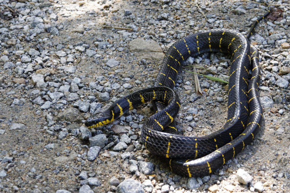 Similar – Image, Stock Photo female meadow viper in natural habitat