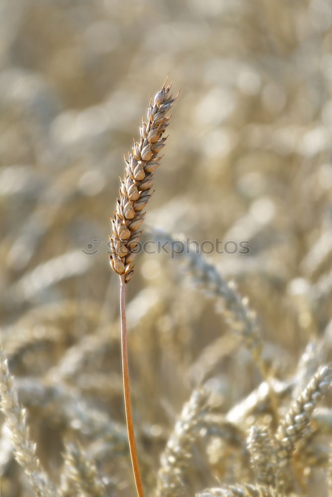 Similar – Image, Stock Photo gleamb Food Grain