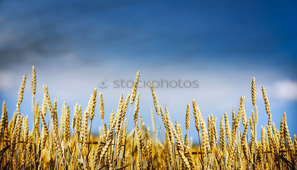 Similar – Sciluf (2) Grass Plant