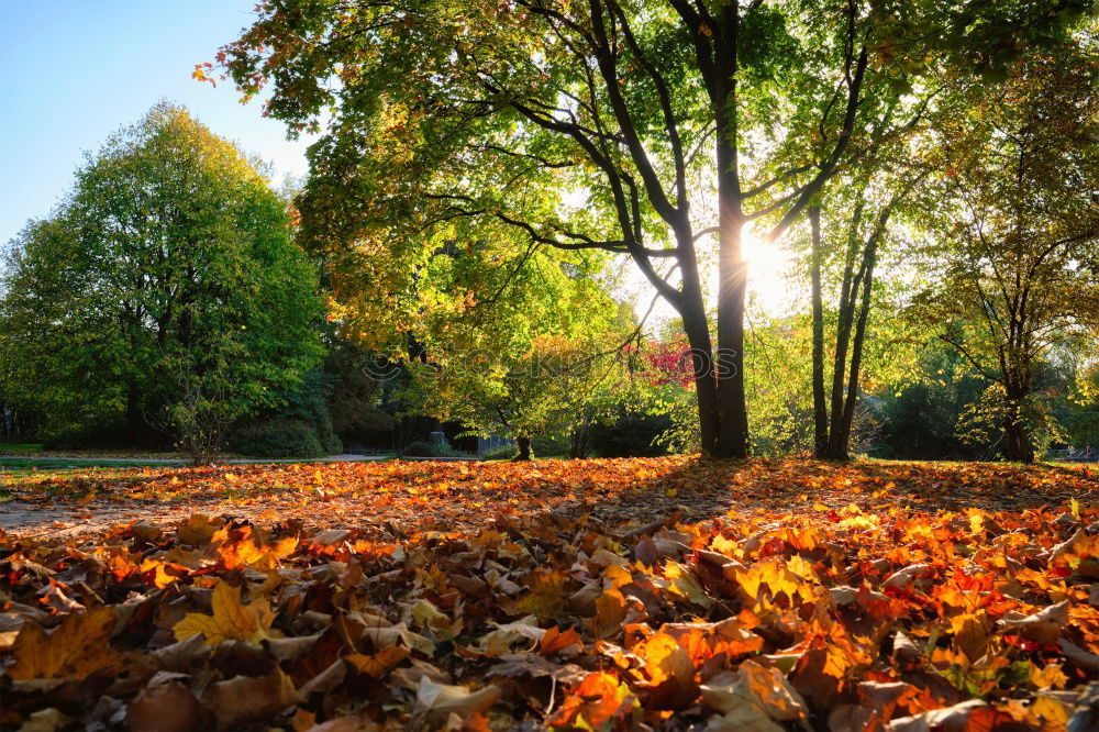 Similar – Autumn leaves under a tree in the fall