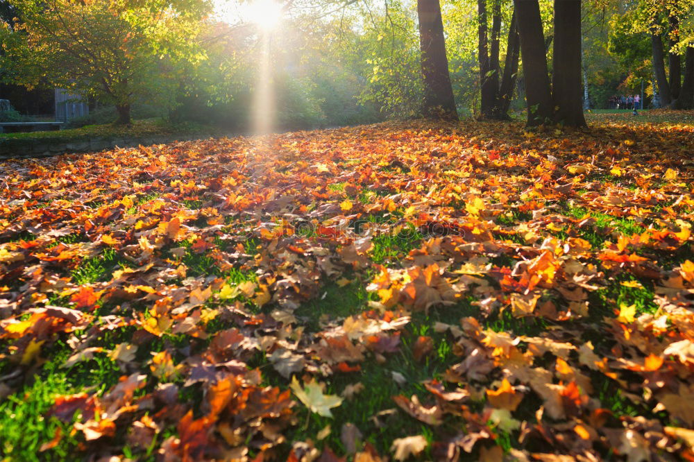 Similar – Autumn leaves under a tree in the fall