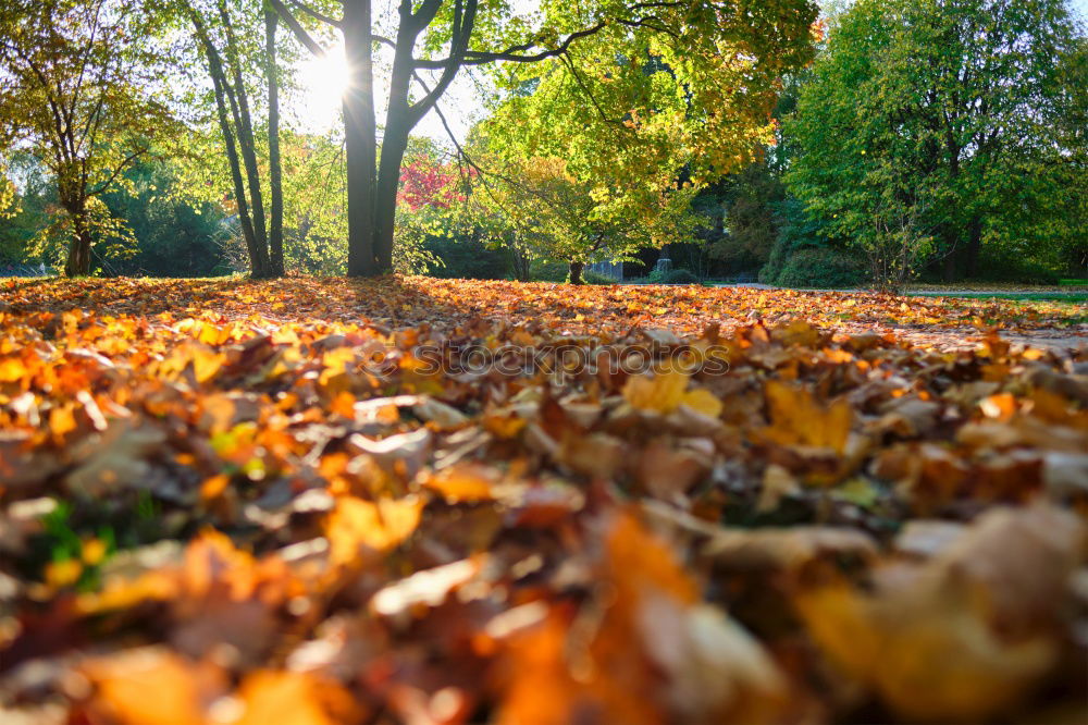 Similar – Autumn leaves under a tree in the fall