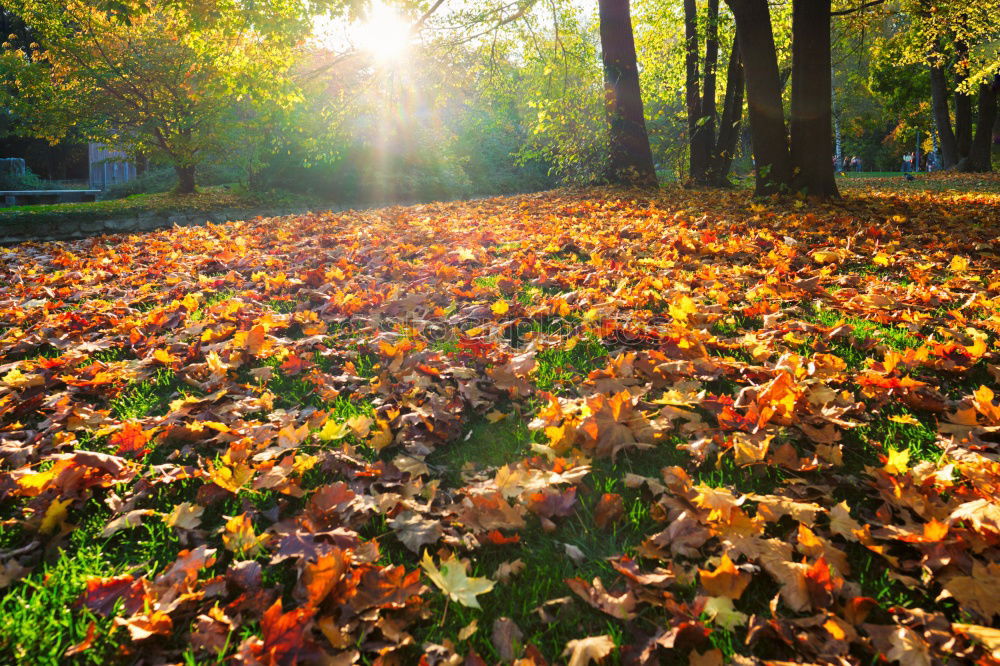 Similar – Autumn leaves under a tree in the fall