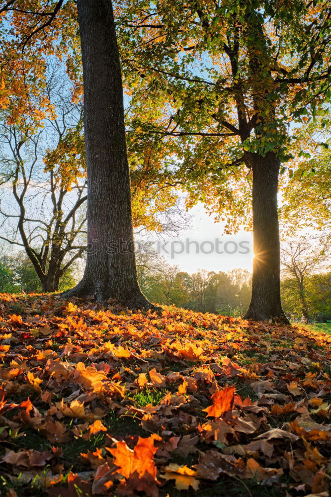 Similar – Herbstspaziergang mit Hund