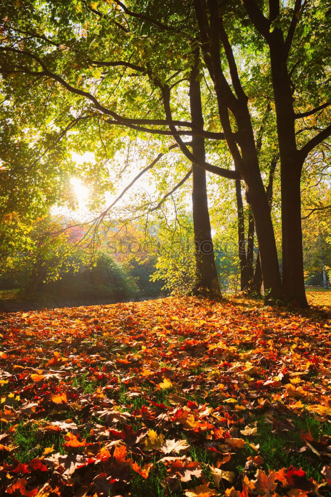 Similar – Image, Stock Photo flurry of leaves Nature