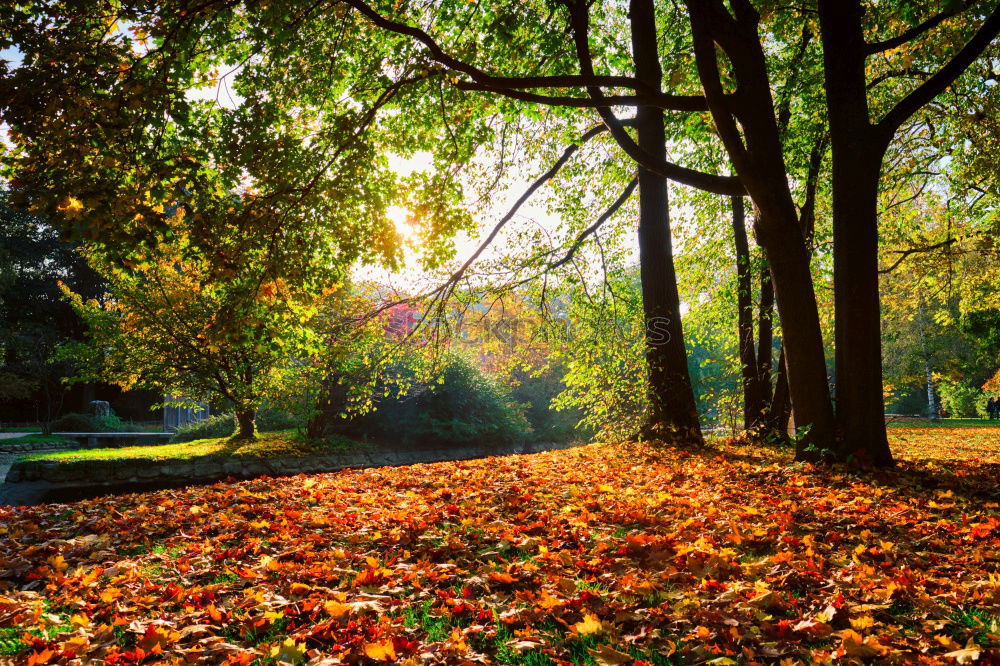 Similar – Image, Stock Photo fairytale forest