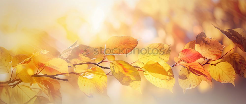 Similar – gegenüber von herbstlichen Blättern