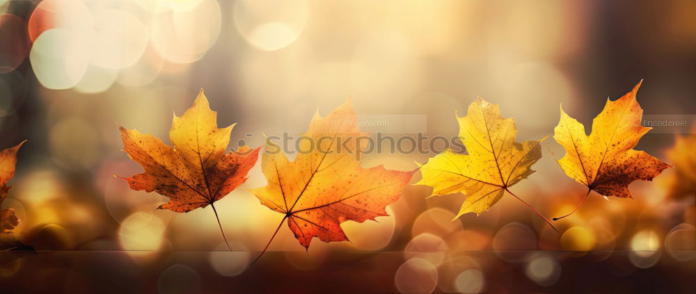 Similar – Sonntag Blatt Herbst Feld