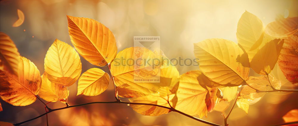 Similar – gegenüber von herbstlichen Blättern