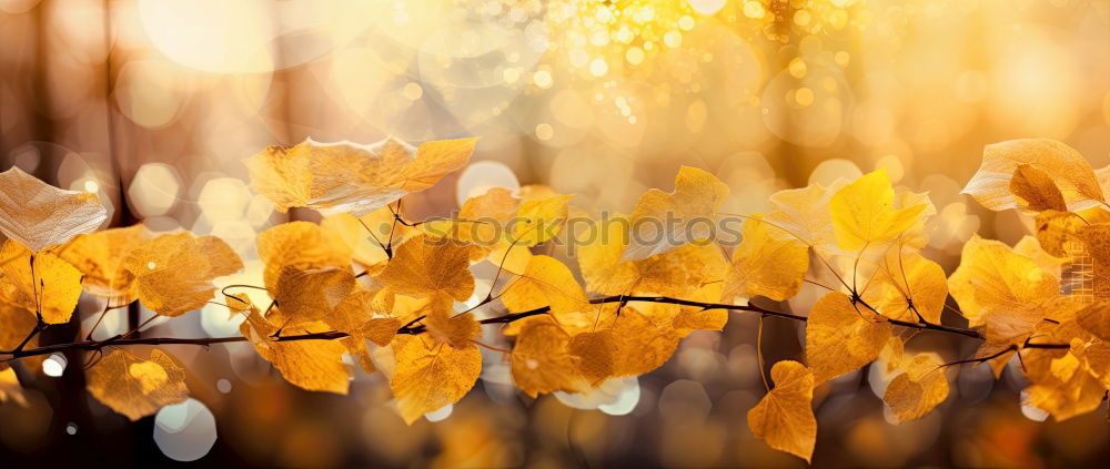 Similar – Foto Bild [80] Sparkling Natur