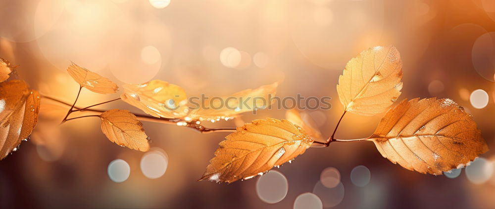 Similar – Image, Stock Photo buzz Environment Nature