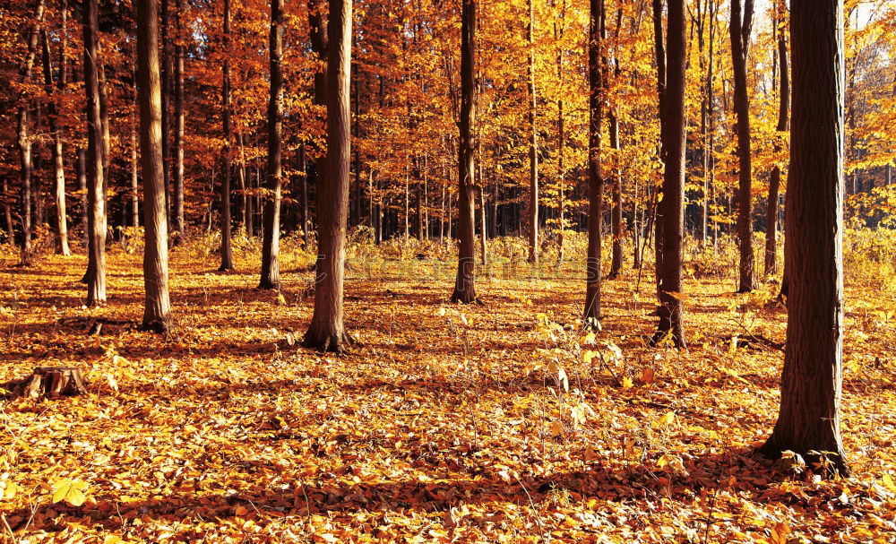 Similar – Image, Stock Photo Avenue in autumn in the Küchwald, Chemnitz