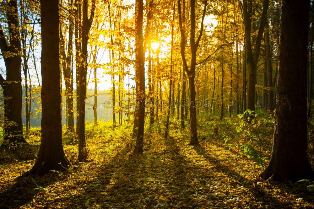 Similar – Abendstimmung Baum Park