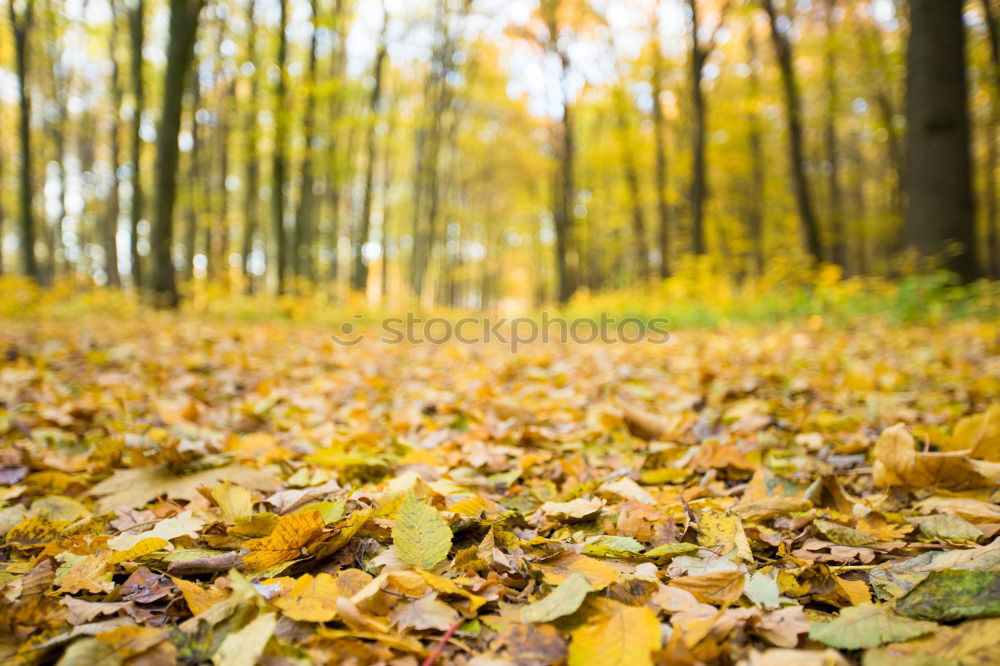 Similar – Image, Stock Photo Autumn coloured foliage on the ground
