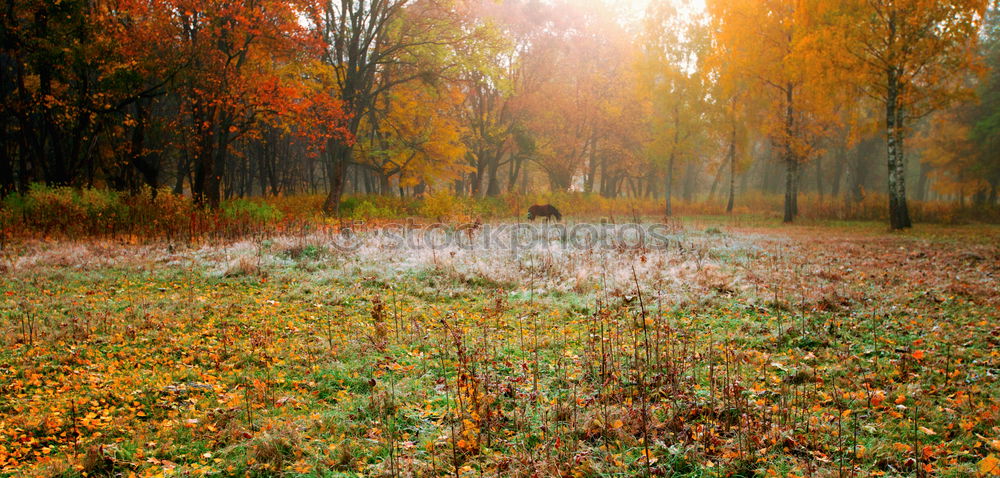 Similar – Image, Stock Photo the awakening Nature