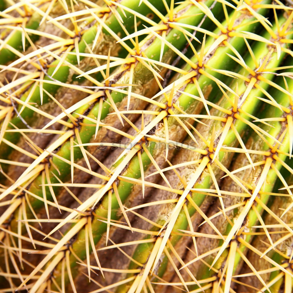 Similar – Image, Stock Photo charisma Cactus Plant