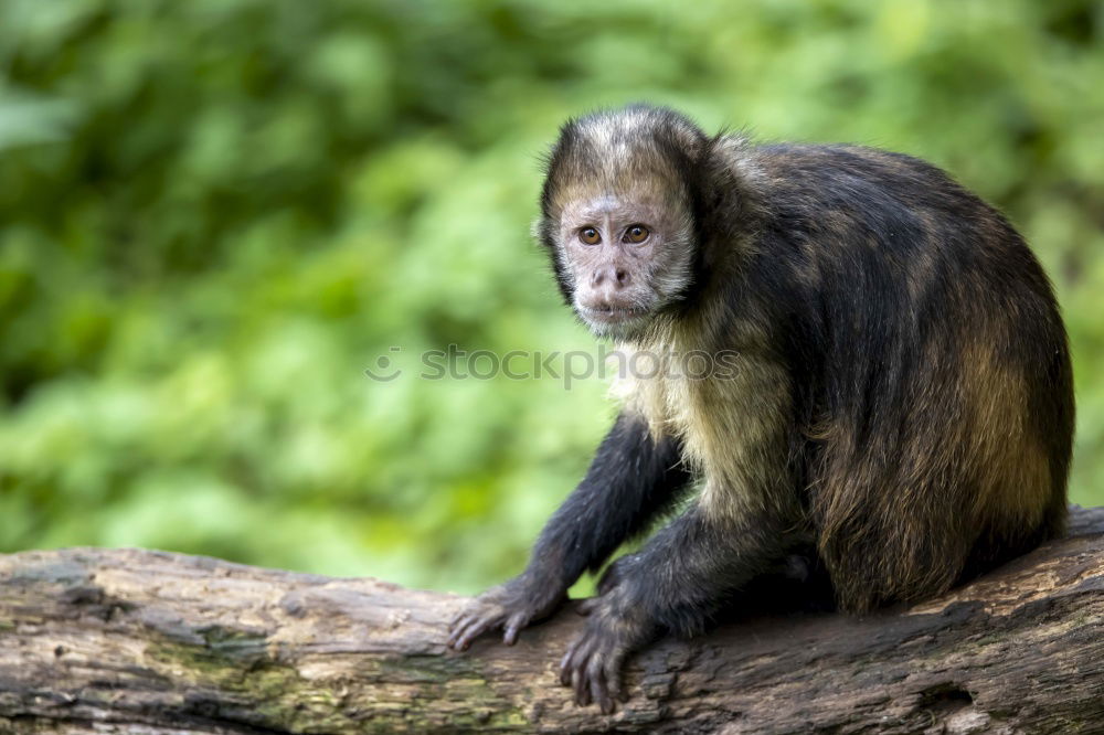 Similar – Image, Stock Photo Monkey in portrait from the side