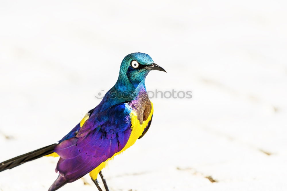 Similar – Image, Stock Photo Golden Breasted Starling Bird Portrait