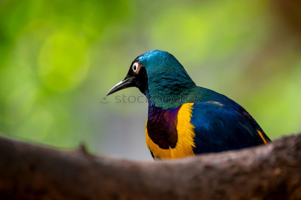 Similar – Beautiful Bird (Masked Trogon, Ecuador)